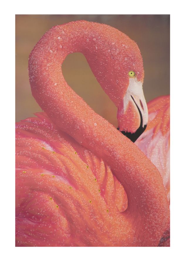 STAMPA SU TELA CON APPLICAZIONI -A- FLAMINGO CM 80X3