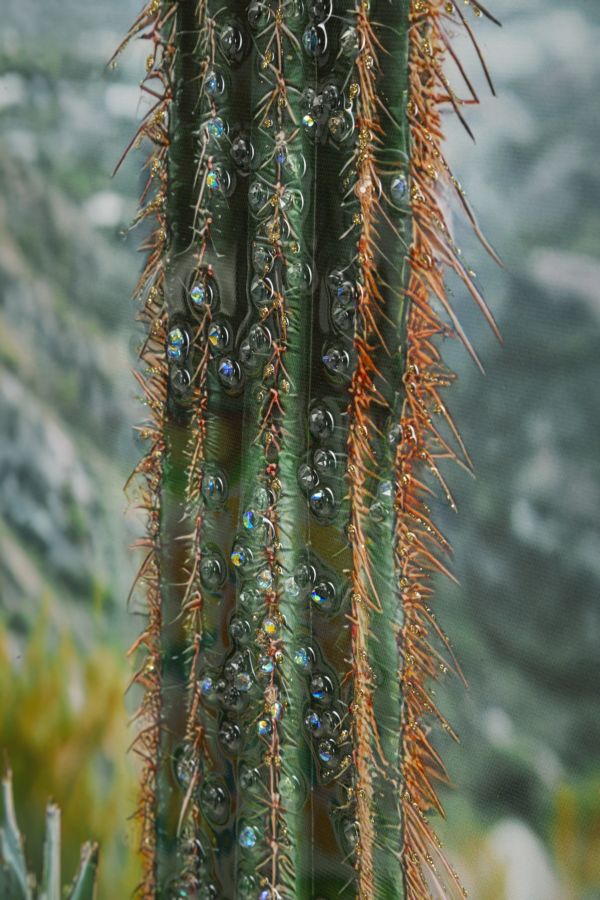 STAMPA SU TELA LACCATA C/CORNICE CACTUS -A- FERRETTI