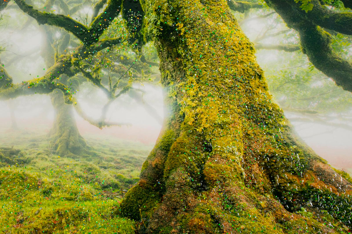 STAMPA SU TELA LACCATA C/CORNICE FORESTA - FERRETTI