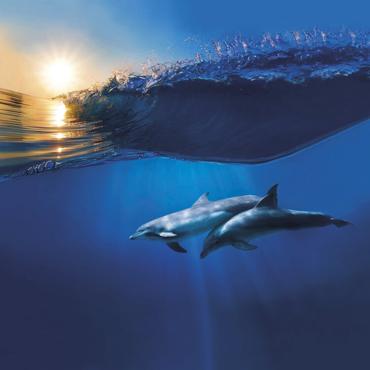 Completo Lenzuola Copriletto TOGETHER By Bassetti