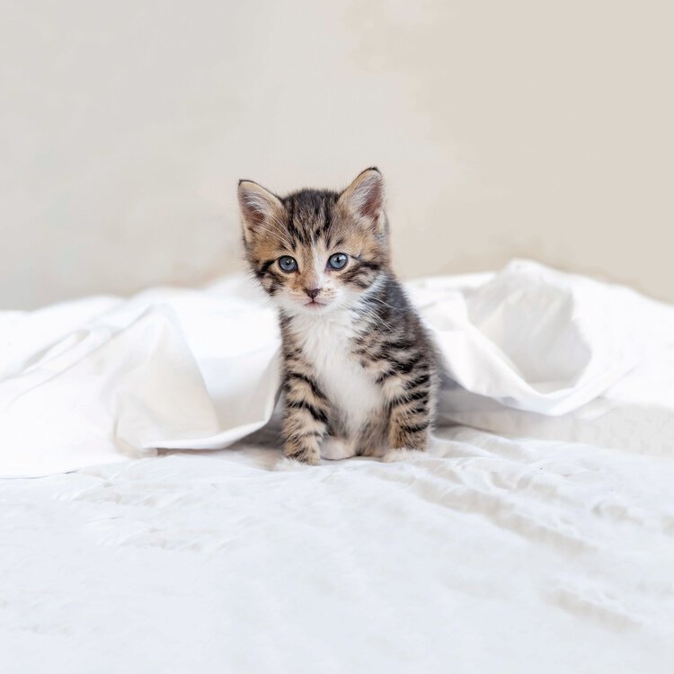 Completo Lenzuola Copriletto BIRBA By Bassetti