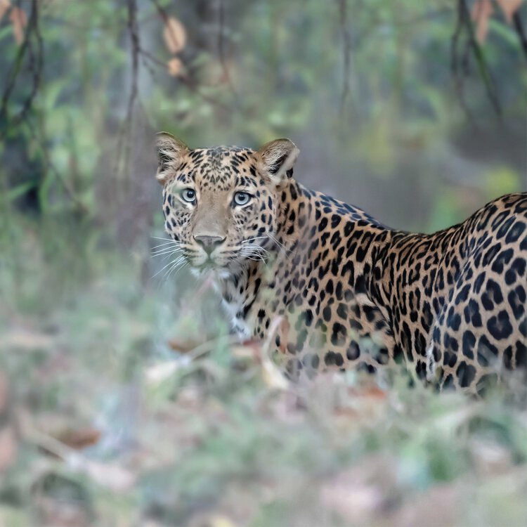 Completo Lenzuola Copriletto LEOPARD By Bassetti