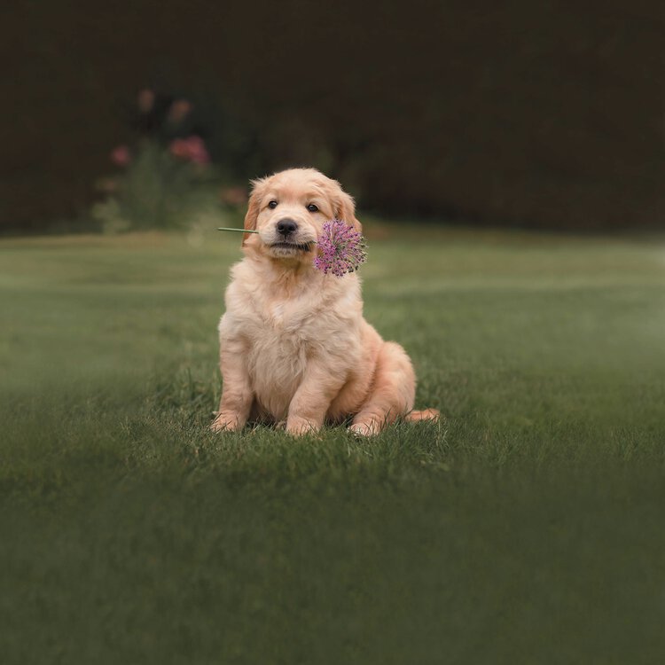 Completo Lenzuola Copriletto PONGO By Bassetti