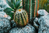 STAMPA SU TELA LACCATA C/CORNICE CACTUS -A- CM 60X4X90