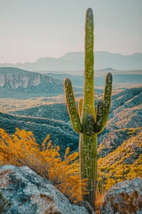 STAMPA SU TELA LACCATA C/CORNICE CACTUS -B- CM 60X4X90