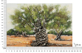 DIPINTO SU TELA OLIVO -A- CM 120X3,8X80