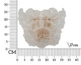 LAMPADA DA MURO IBISCUS - FERRETTI